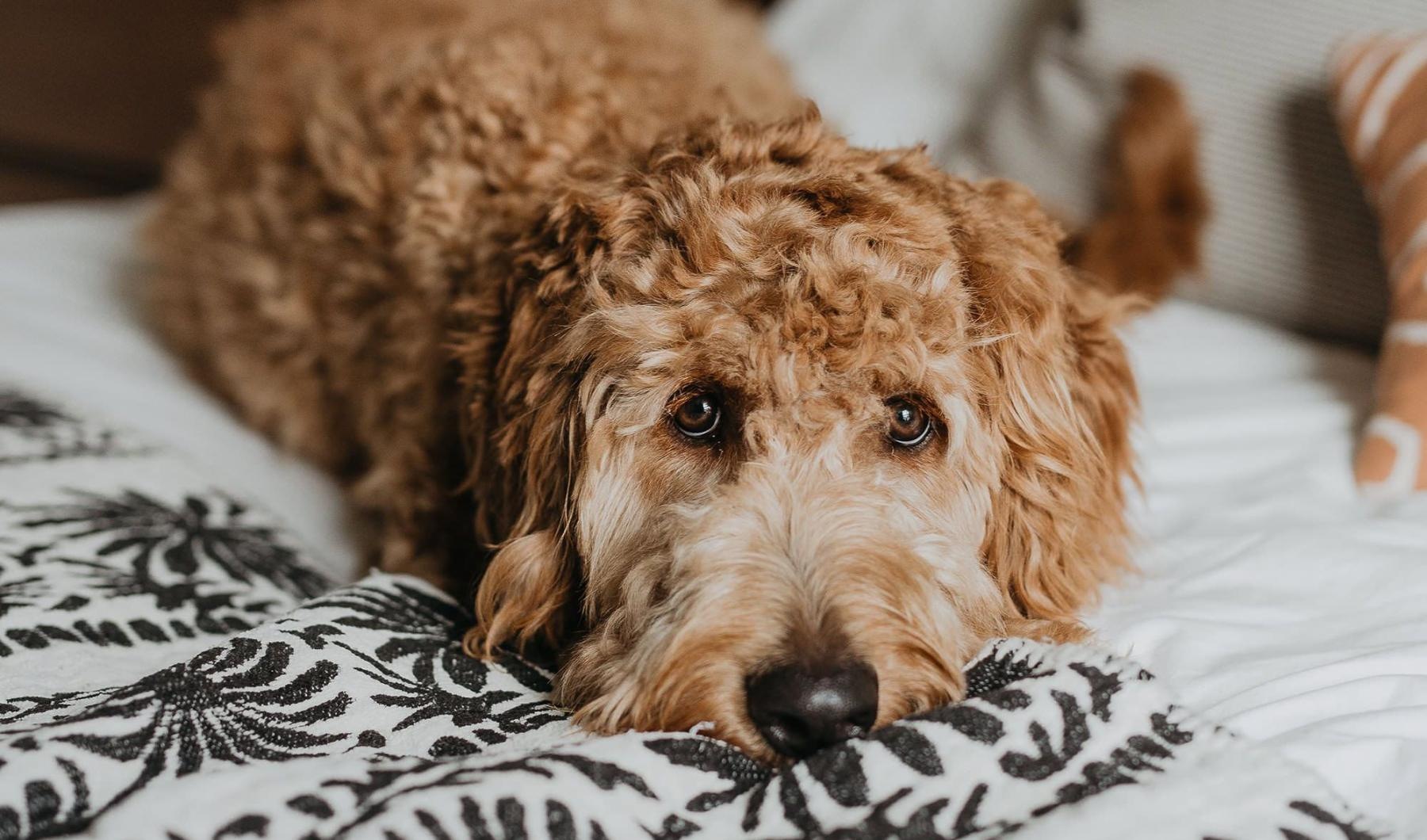 a dog lying on a bed looking